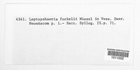 Phaeosphaeria fuckelii image
